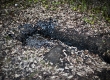 _DSC5176 copia